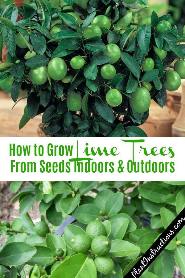 how to grow lime trees from seeds, indoors and outdoors in the fall or winter