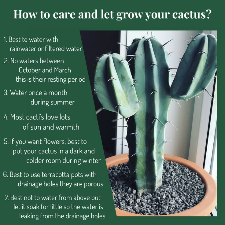 a cactus in a pot with the words how to care and grow your cactus