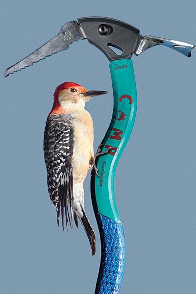 a bird sitting on top of a blue handle