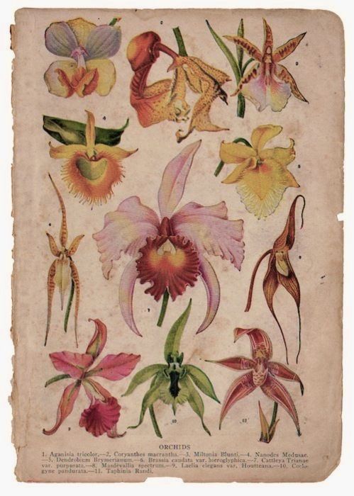 an old book with flowers and leaves on the pages, including orchids in different colors