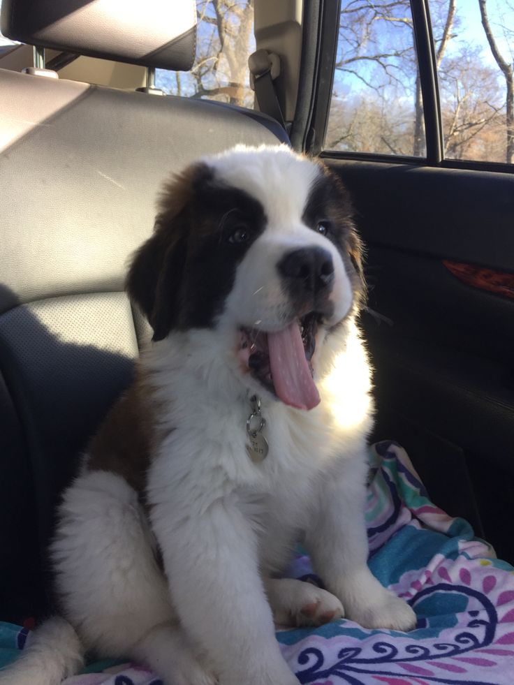 a brown and white dog sitting on top of a blanket in the back seat of a car