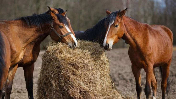 two brown horses standing next to each other on top of a pile of dry grass