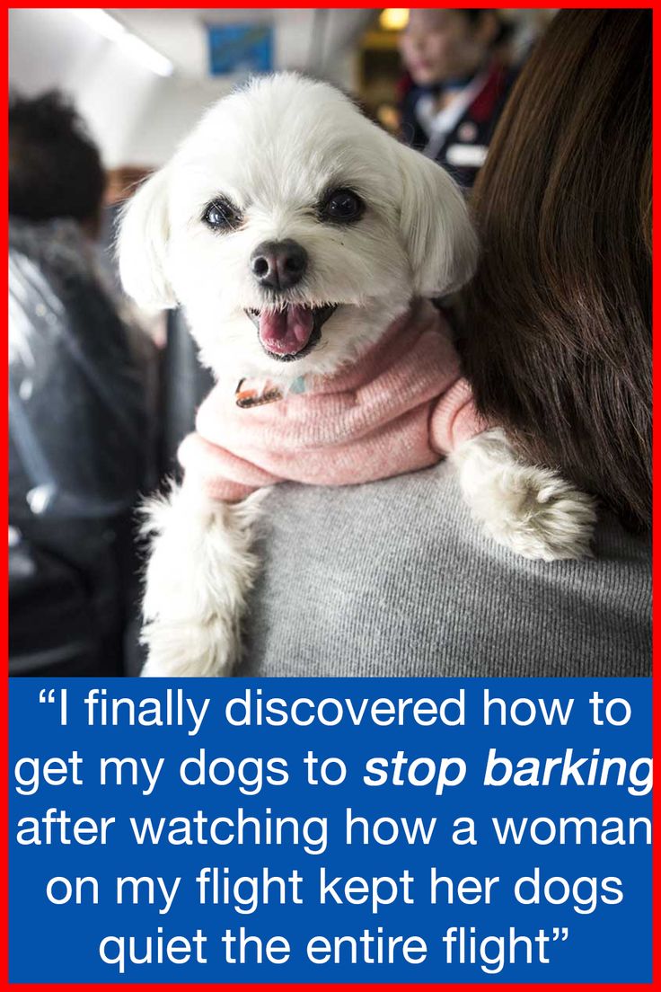 a white dog wearing a pink scarf on top of its owner's shoulder with the caption i finally discovered how to get my dogs to stop barking after watching how a woman on my flight