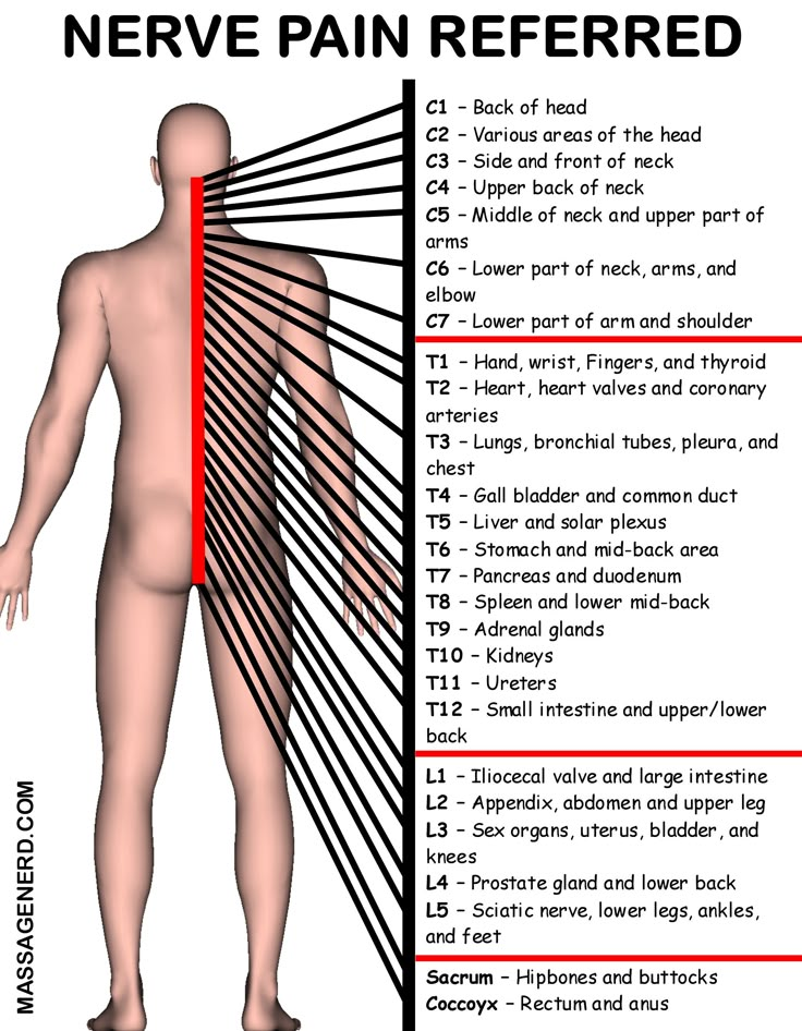 Punkty Spustowe, Sistem Saraf, Marriage Box, Human Body Anatomy, Spine Health, Medical School Essentials, Human Anatomy And Physiology, Medical Anatomy, Body Anatomy