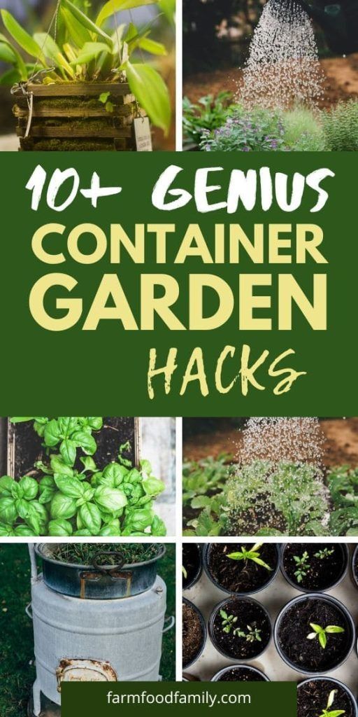 the top 10 genius container garden hacks