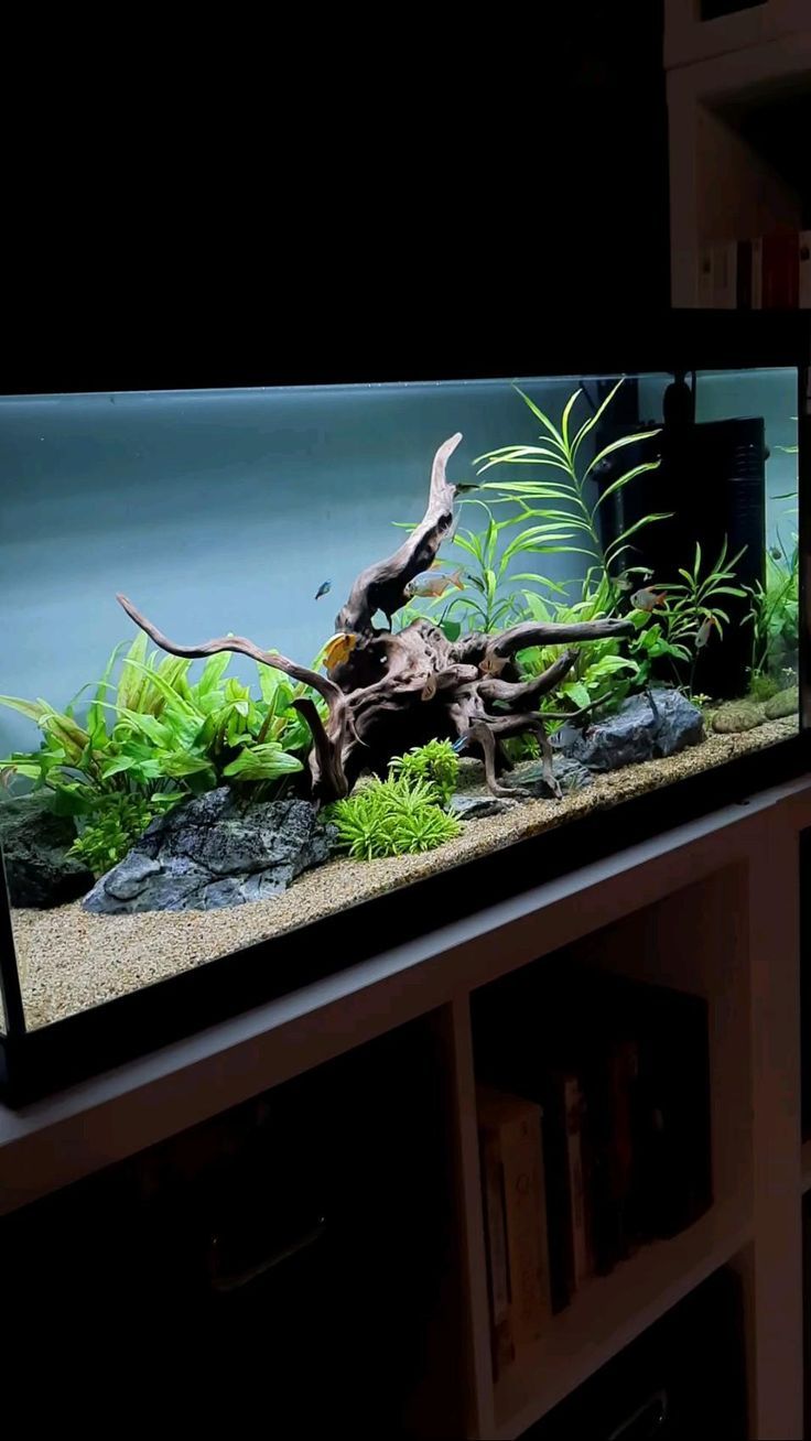 an aquarium filled with plants and rocks in a dark room next to a book shelf