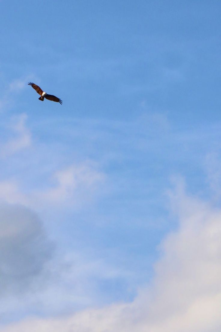 an eagle flying in the sky with clouds