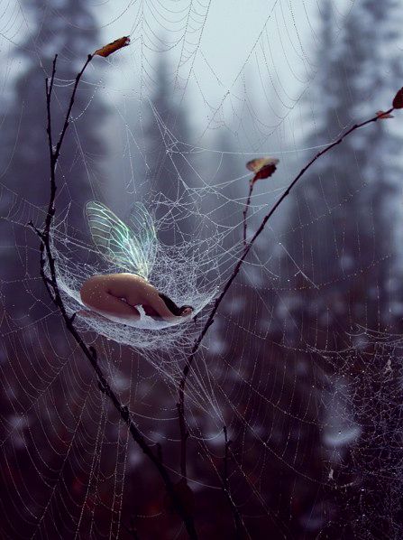 a spider web hanging from a tree branch