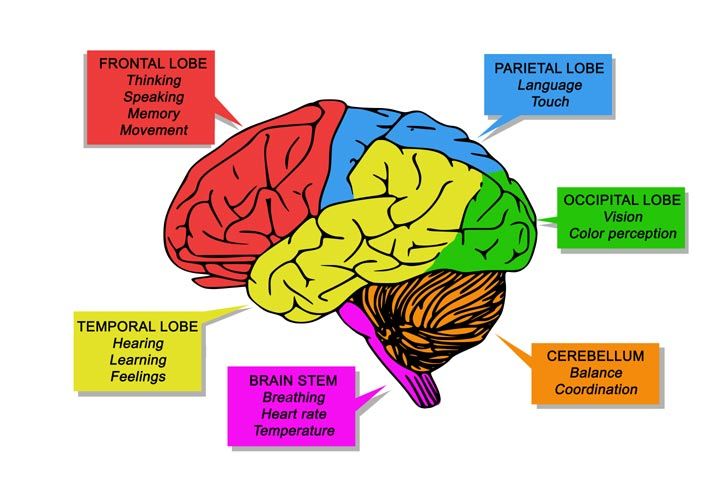 the human brain is labeled in several different colors