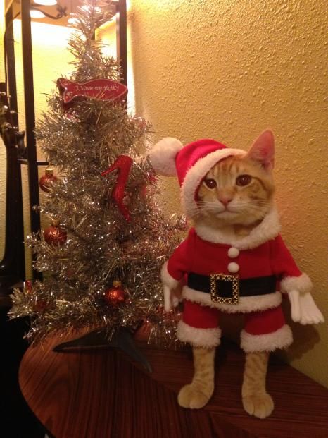 a cat dressed up like santa clause standing next to a christmas tree on a table