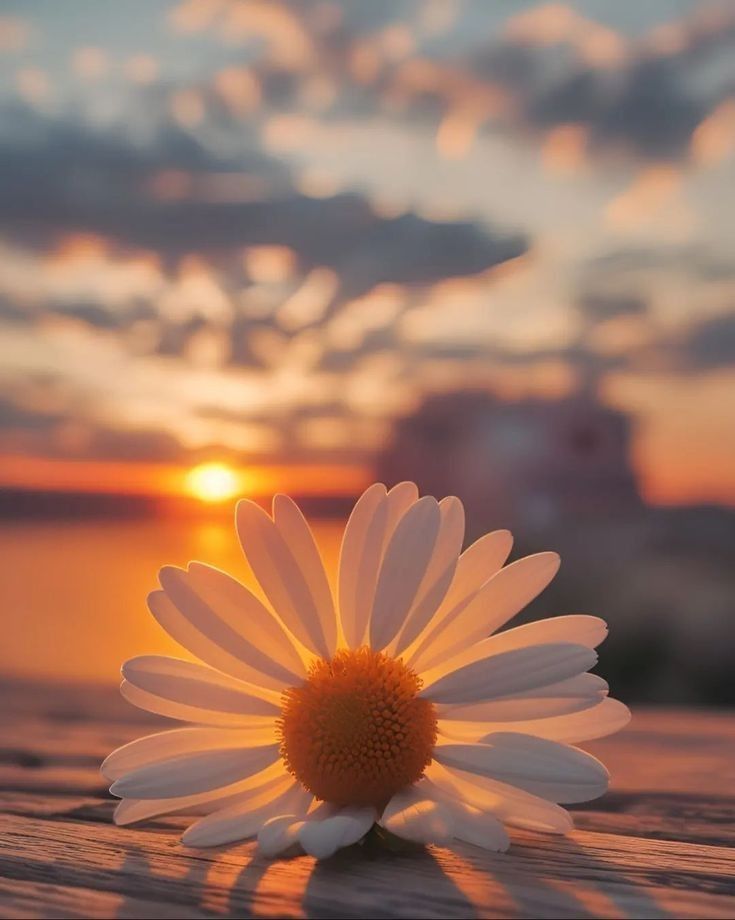 a white daisy sitting on top of a wooden table next to the ocean at sunset