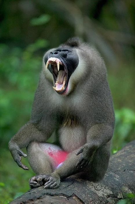 a monkey with its mouth open sitting on a tree branch