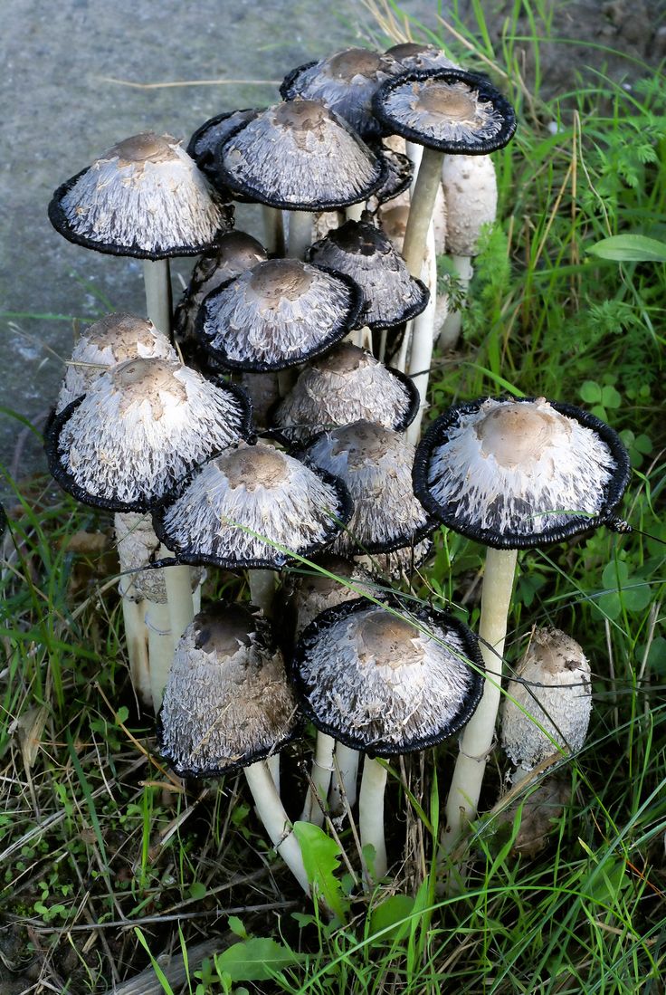 a bunch of mushrooms that are sitting in the grass