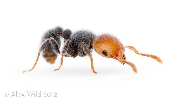 a close up of a small insect on a white surface