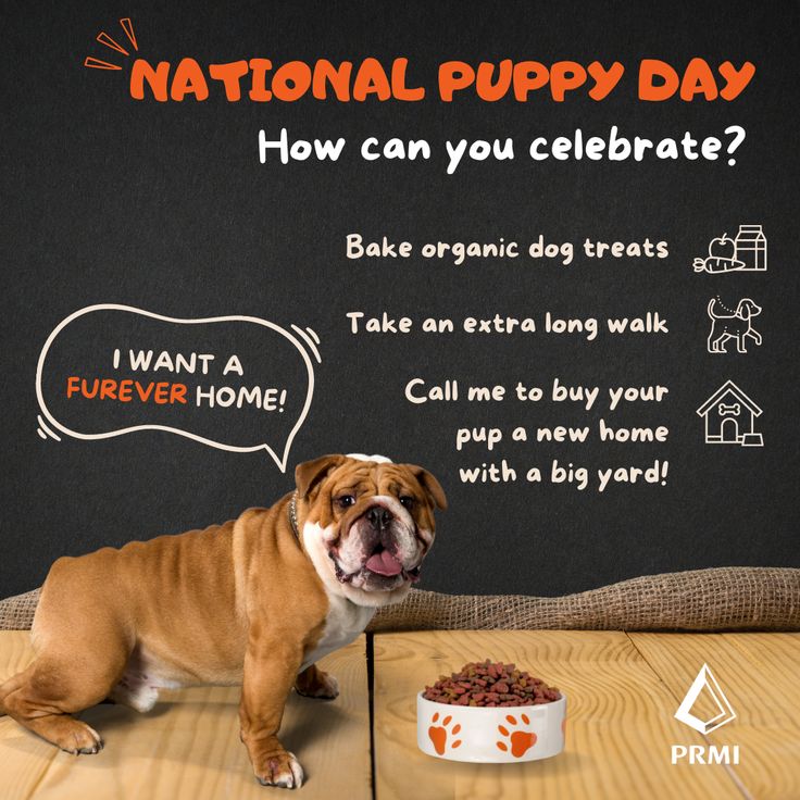 a brown and white dog standing next to a bowl of food