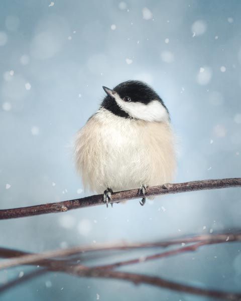 a small black and white bird sitting on a branch