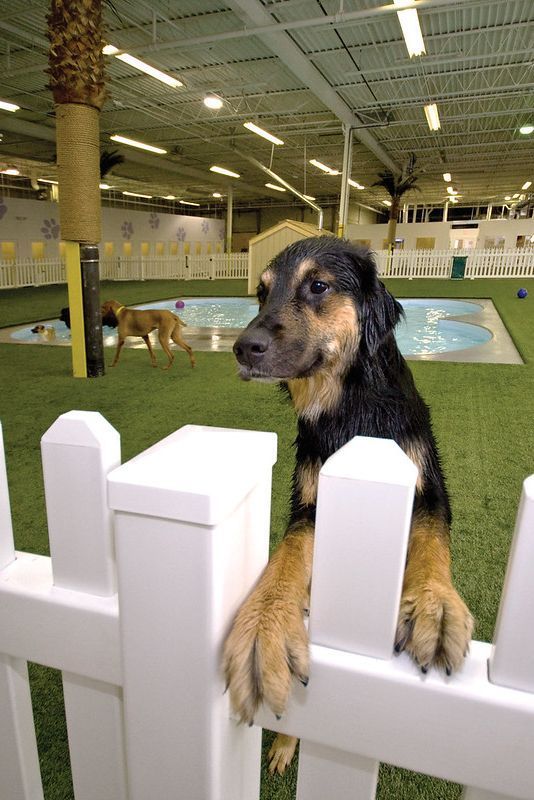 a black and brown dog sitting on top of a white fence in front of a pool