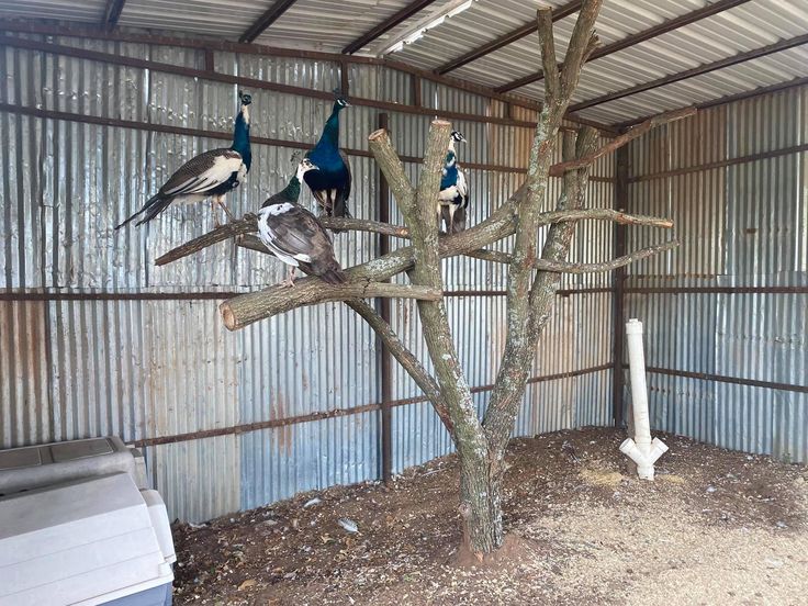 several birds are sitting on the branches of a tree in a metal building with corrugated walls