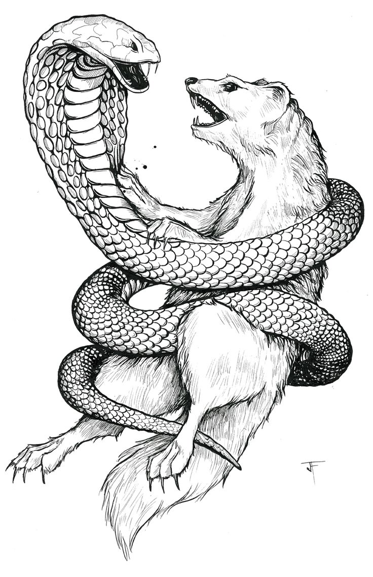 a drawing of a bear and a snake on top of each other's heads