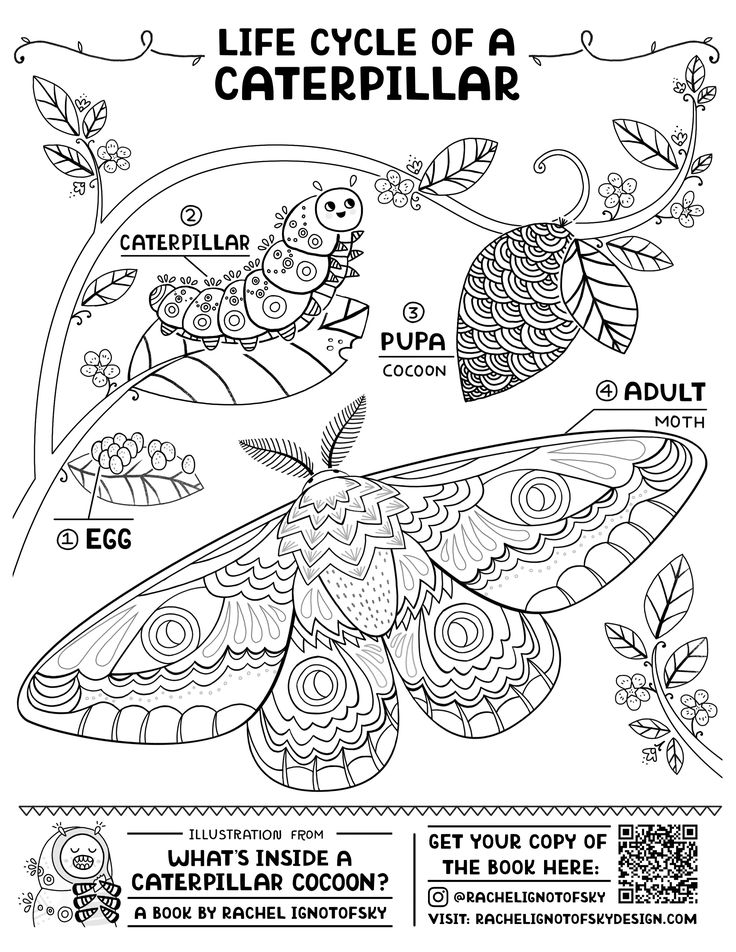 the life cycle of a caterpillar coloring page for adults and children with pictures