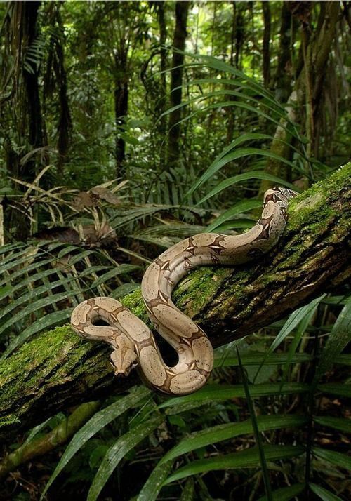 a snake that is laying on a tree branch in the woods with green plants around it