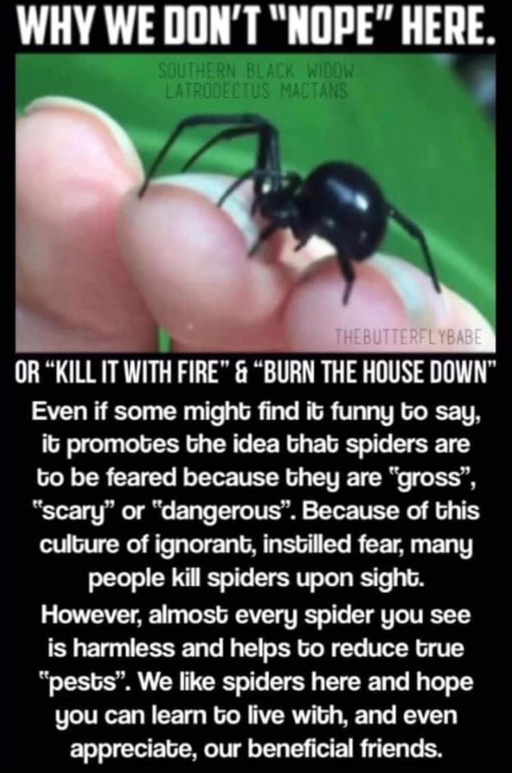 a person holding a black spider in their hand with the caption, why we don't nope here?