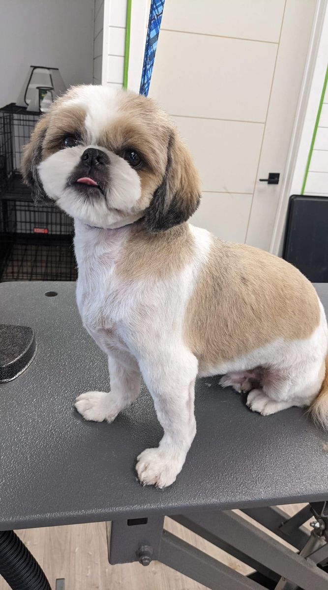 a small brown and white dog sitting on top of a table