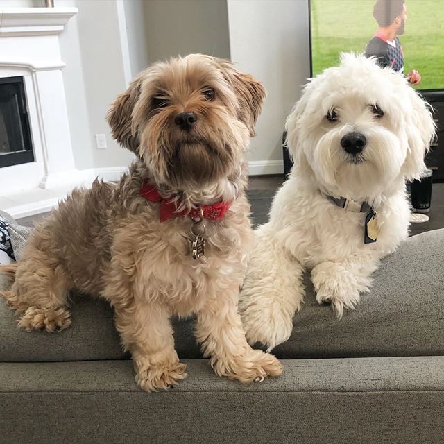 two small dogs sitting on top of a couch