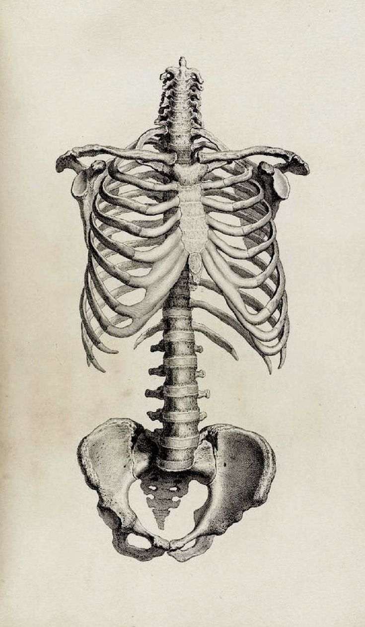 an image of a diagram of the human skeleton