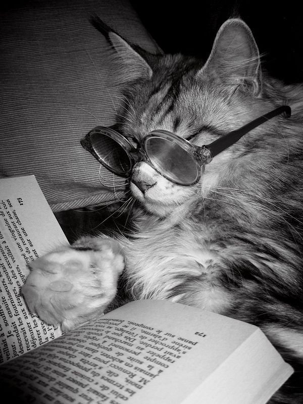 a cat wearing glasses laying on top of an open book