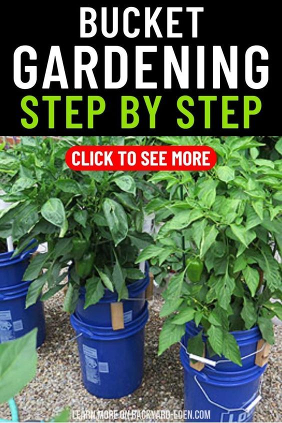 bucket gardening step by step guide for beginners to learn how to grow and care for your garden