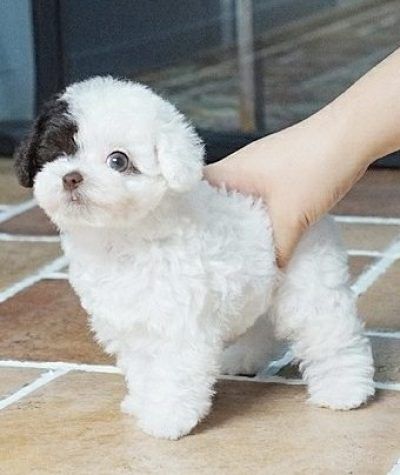 a small white and black dog standing on top of a tile floor next to a person's hand