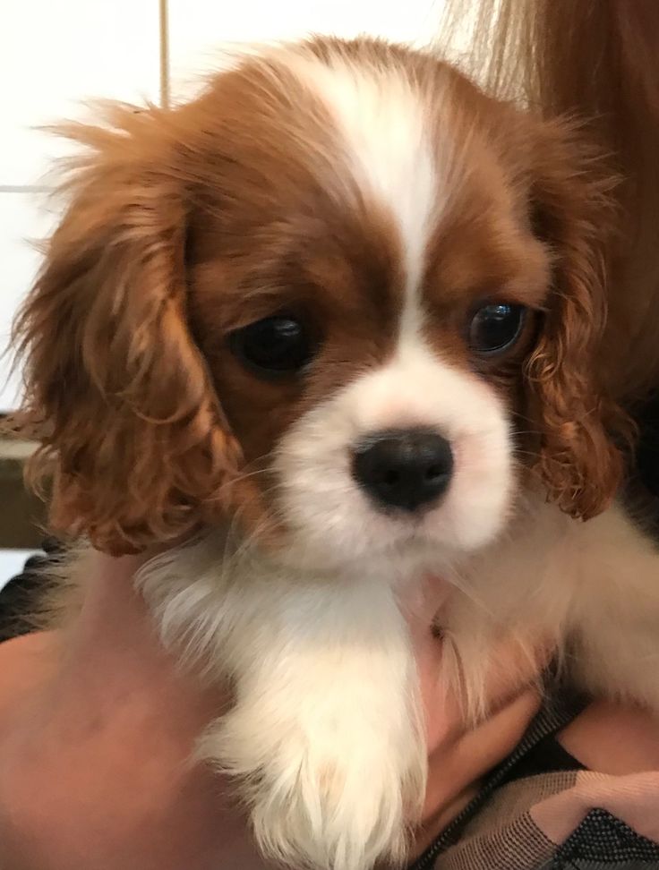 a woman holding a small brown and white dog