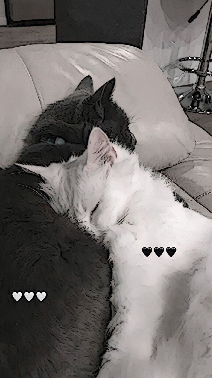 two cats cuddling on top of each other with hearts drawn on the back of them