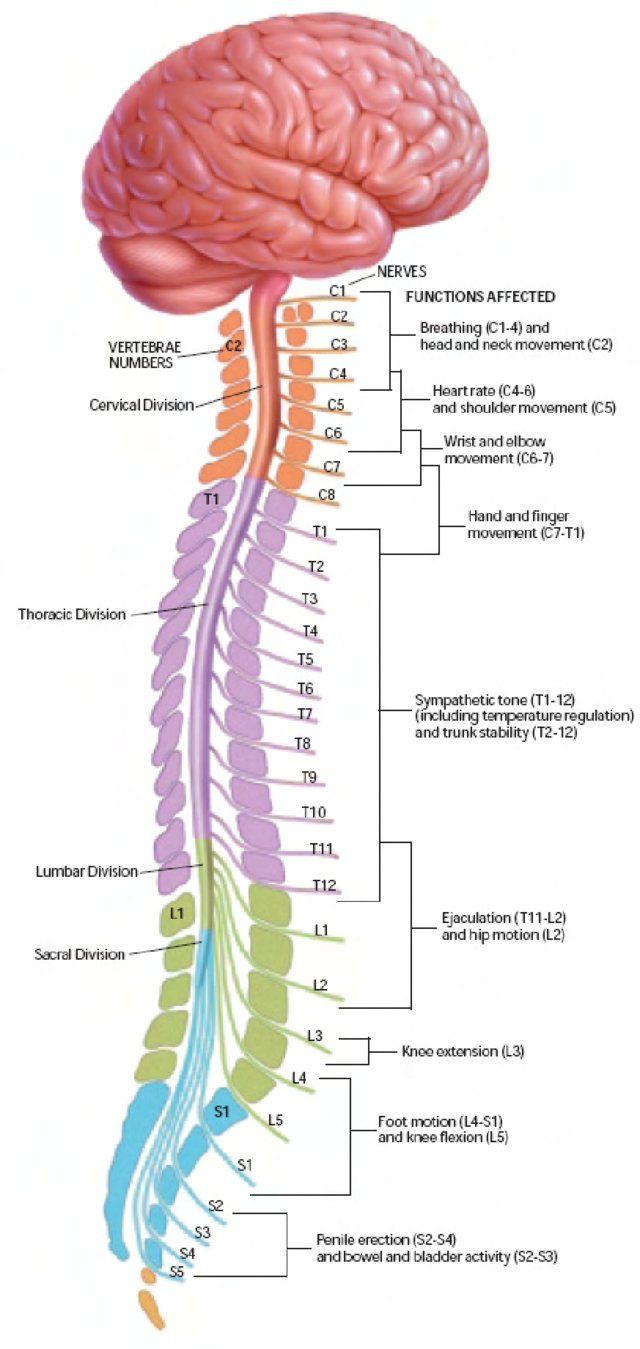 Spinal Cord Diagram, Spinal Cord Anatomy, Sistem Saraf, Medical Anatomy, Nursing Tips, Diagram Design, Draw Picture, Nursing Study, Spinal Cord