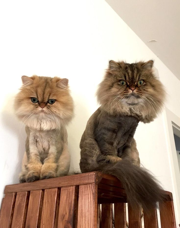 two fluffy cats sitting on top of a wooden shelf in front of a white wall