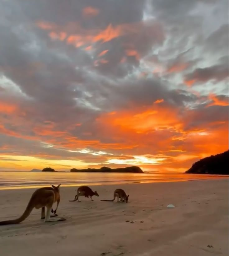 kangaroos on the beach at sunset with clouds in the sky