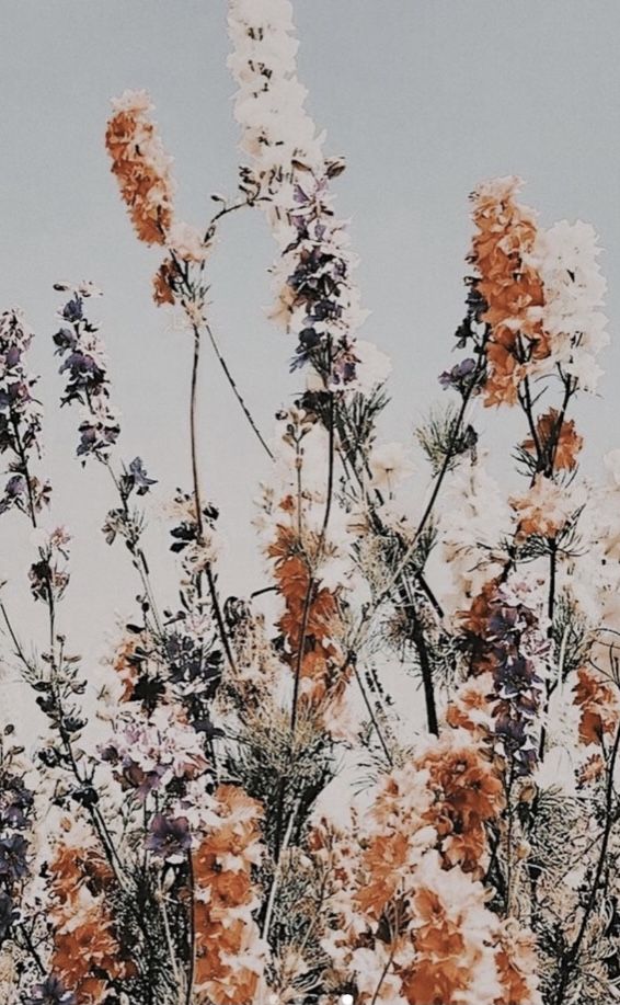 some very pretty flowers in front of a blue and white sky with no one on it