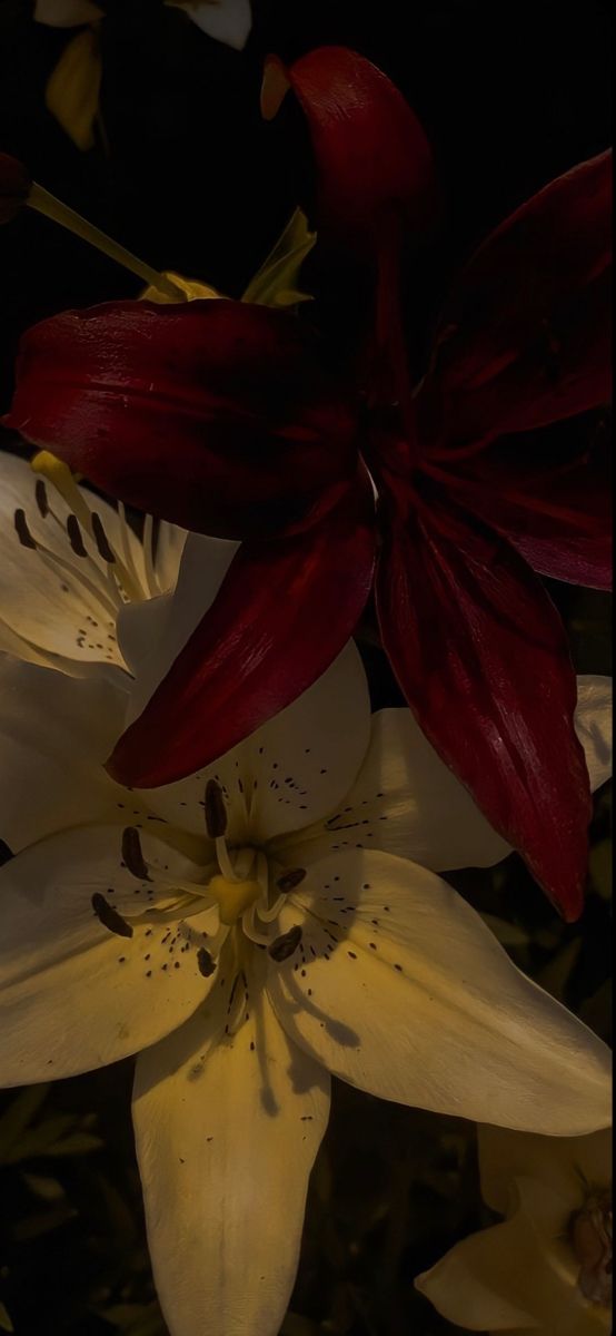 some red and white flowers in the dark