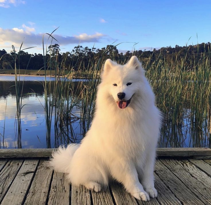 a white dog sitting on top of a wooden dock