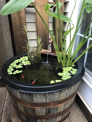 a fish pond in a barrel with water lilies and plants growing out of it