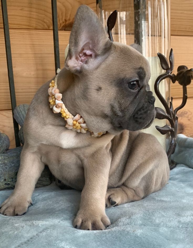 a small brown dog sitting on top of a bed next to a metal fence and glass vase