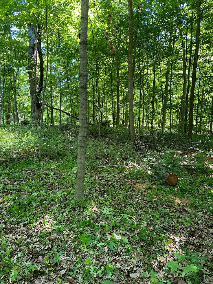 a wooded area with lots of trees and green leaves on the ground in front of it