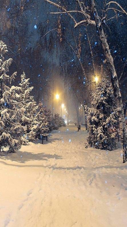 a snowy night with street lights and trees