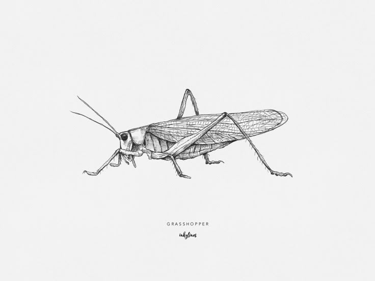 a drawing of a grasshopper on a white background