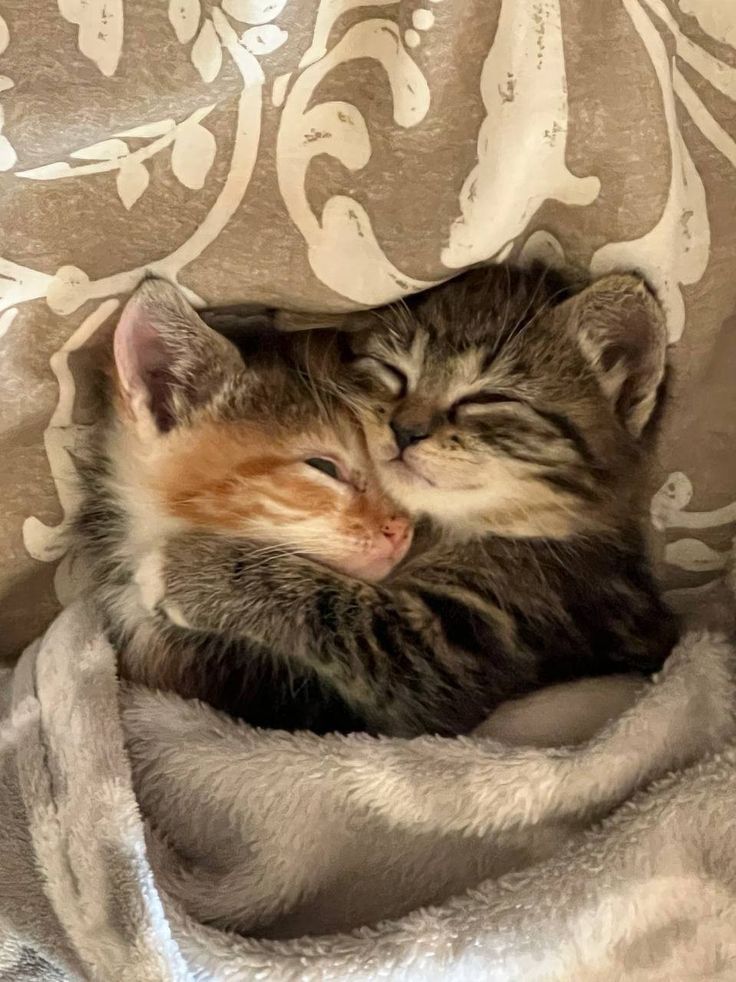 a kitten sleeping on top of a blanket covered in white and brown blankets, with its eyes closed