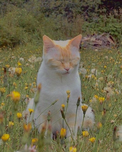 an orange and white cat sitting in the middle of a field with dandelions