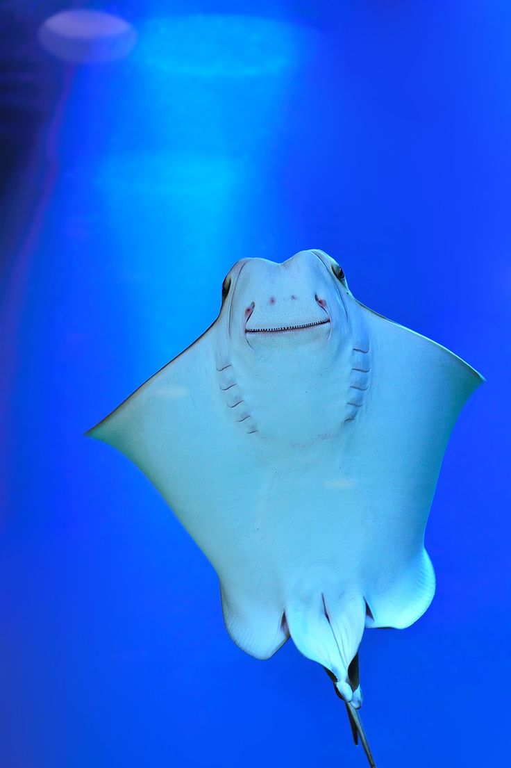 a manta ray swims through the water with its eyes closed and tongue out