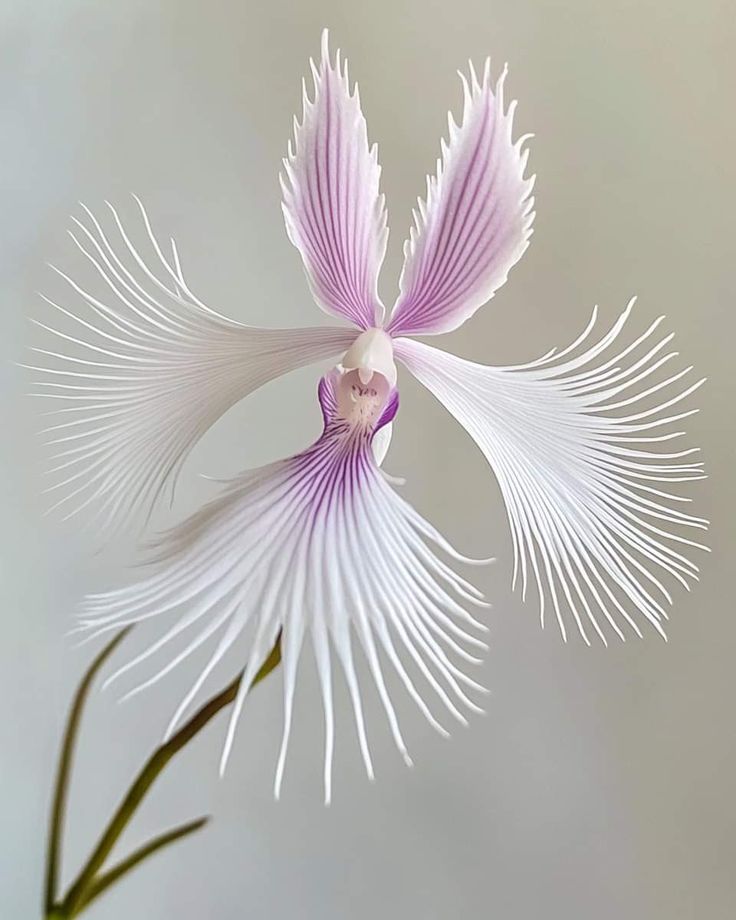 a white and purple flower with long, thin petals in the foreground against a gray background