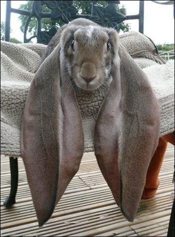 a rabbit sitting on top of a wooden floor